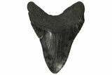 Fossil Megalodon Tooth - Georgia #144299-2
